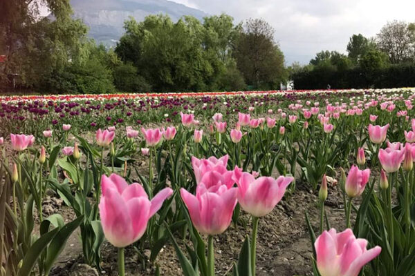 Lions-Tulipes23-01 Lions-Tulipes23-01