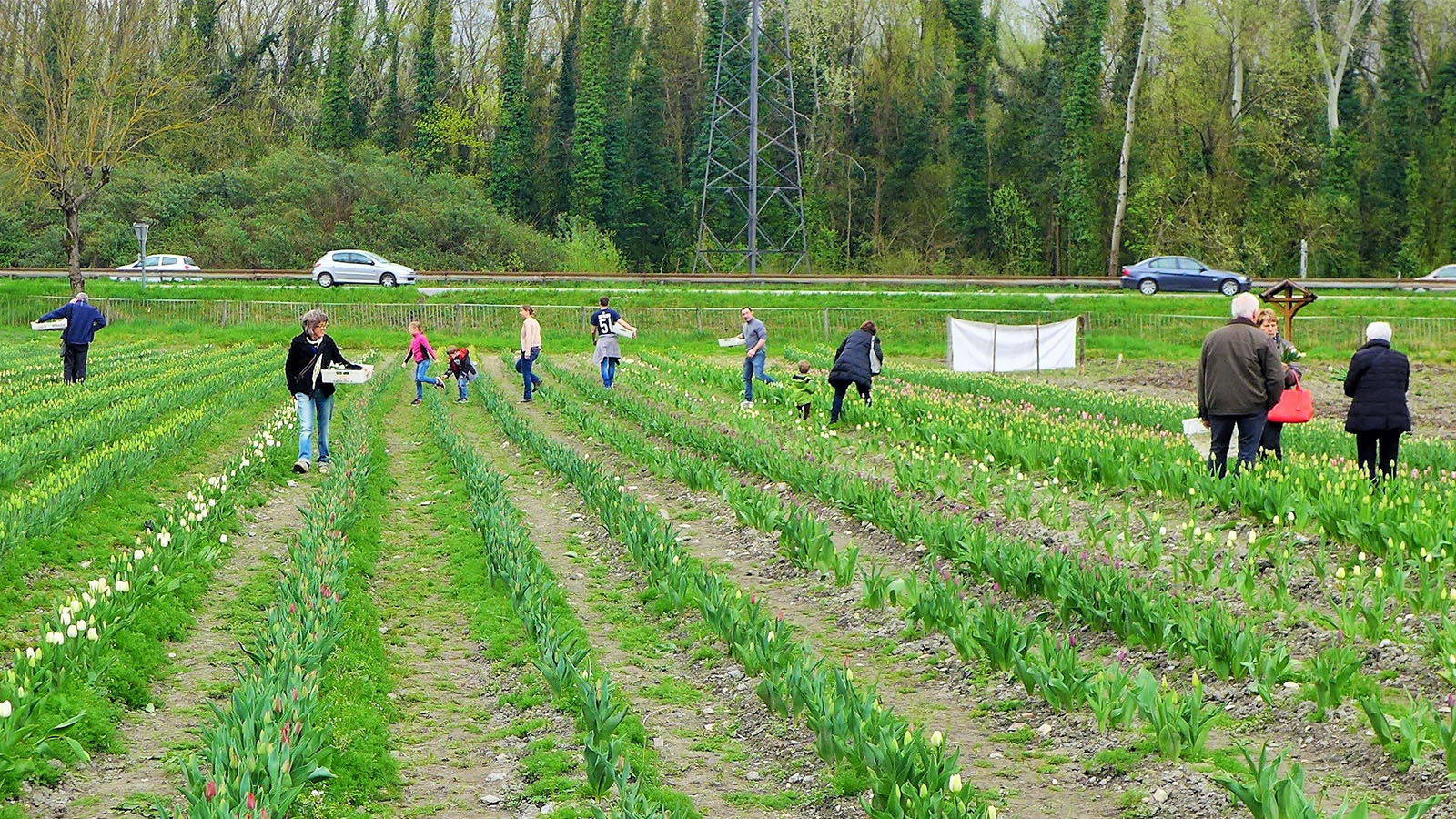 Cueillette de tulipes