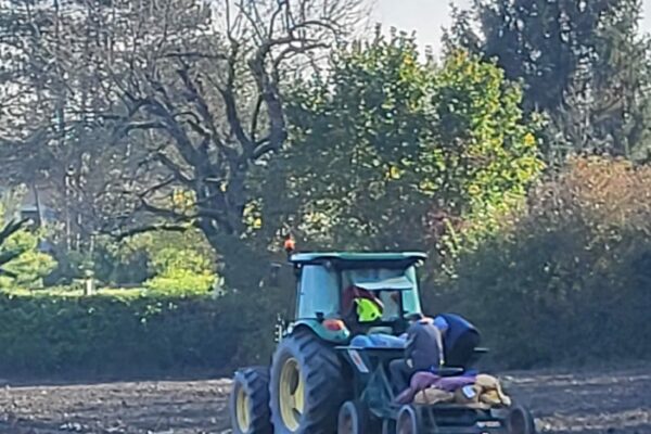 PLANTATION TULIPES PLANTATION TULIPES