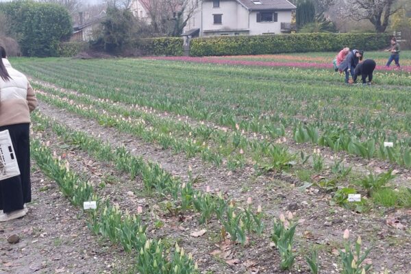 20250329_104203 tulipes contre le cancer 2025