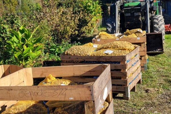 IMG-20251028-WA0000 100 000 tulipes contre le cancer - 2026