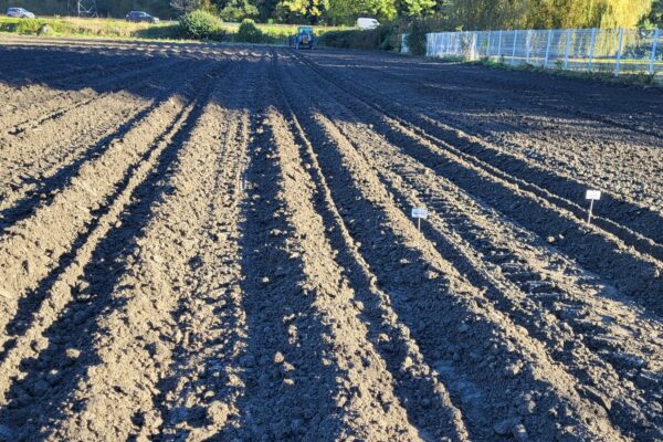 IMG-20251028-WA0006 100 000 tulipes contre le cancer - 2026